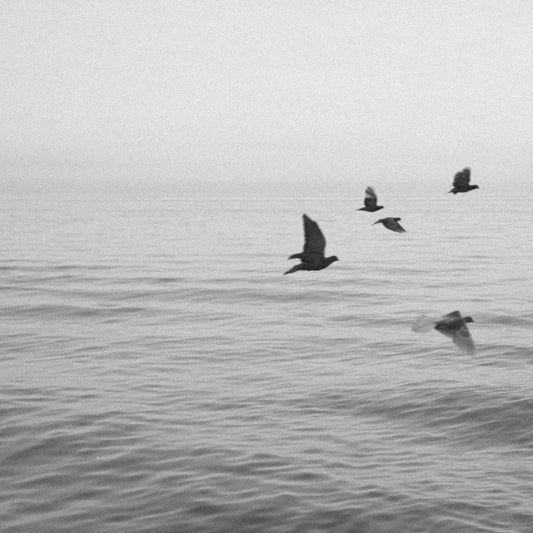 Views From Sixteen Stories (Vinyl/CD)